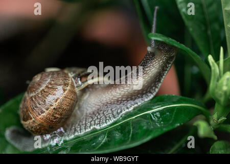 Closeup shot of the snail moving forward on green leaf Stock Photo