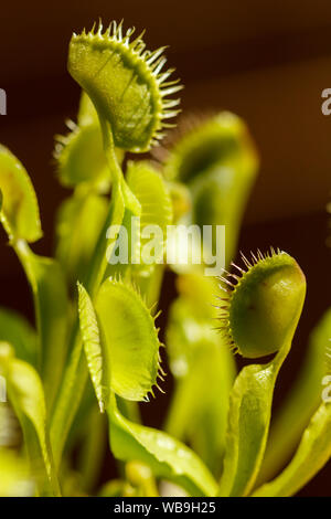 Multiple Venus Fly Traps open, waiting for food Stock Photo