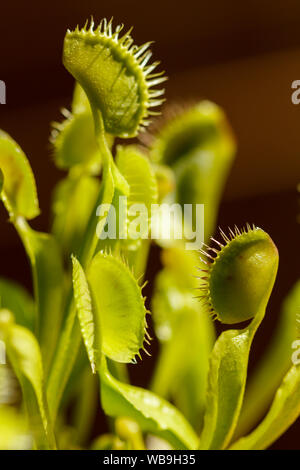 Multiple Venus Fly Traps open, waiting for food Stock Photo