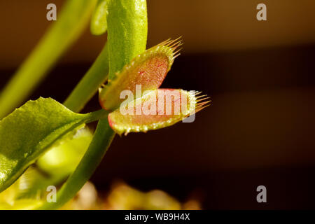 Decomposed housefly inside an opening venus fly trap - Stock Image -  C056/8561 - Science Photo Library