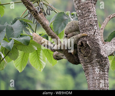 Three-toed sloth sleeping, Bradypus variegatus, manuel Antonio National Park, CR