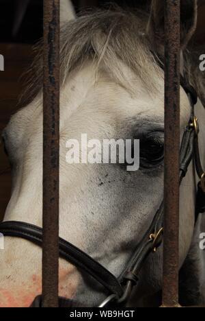 Horse in stable at Maryland State Fair Stock Photo