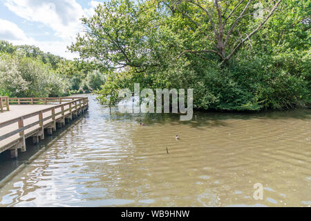 Essex, England, UK - August 17, 2019: Connaught Water, Epping Forest, Essex, England, UK Stock Photo