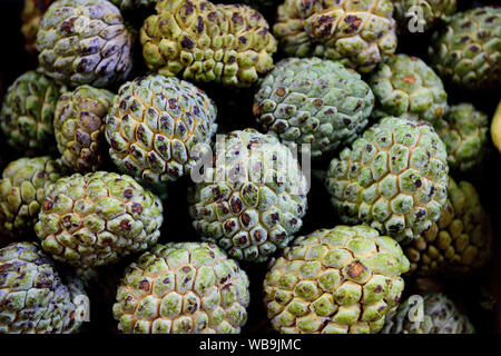 Colombian Sugar Apples, freshly harvested ripe raw sugar apples, sweetsop, or custard apples in a produce market in Colombia, South America Stock Photo