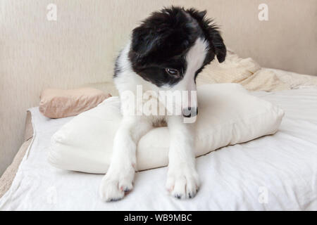 Funny portrait of cute smilling puppy dog border collie lay on pillow blanket in bed. New lovely member of family little dog at home lying and sleepin Stock Photo