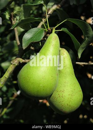 A pair of green pears of the Concorde variety are ripening nicely in the late summer sunshine in an English garden. Stock Photo