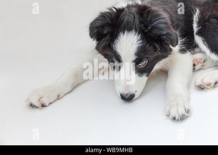Funny studio portrait of cute smilling puppy dog border collie isolated on white background. New lovely member of family little dog gazing and waiting Stock Photo