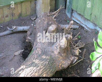 A 20 year old Indian Bean Tree that had grown too large for a domestic garden has a large rootstock to cut through and leaves a big hole. Stock Photo