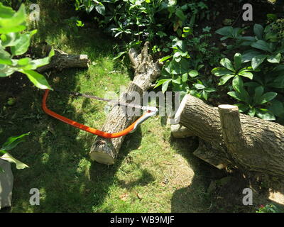 A gardener's bow saw lies across the logs that have just been chopped from the trunk of a tree that was cut down in a domestic garden. Stock Photo