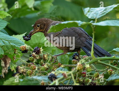 Female Blackbird with a blackberry in her beak she has just picked from the blackberry bush she is sitting in. She has a tick fastened to her head. Stock Photo