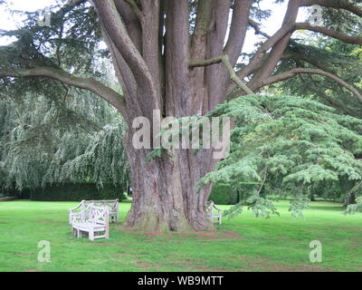 White garden seats surround the large girth of an ancient Cedar of Lebanon tree in the grounds of Cottesbrooke Hall Stock Photo