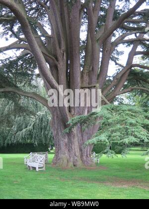 White garden seats surround the large girth of an ancient Cedar of Lebanon tree in the grounds of Cottesbrooke Hall Stock Photo