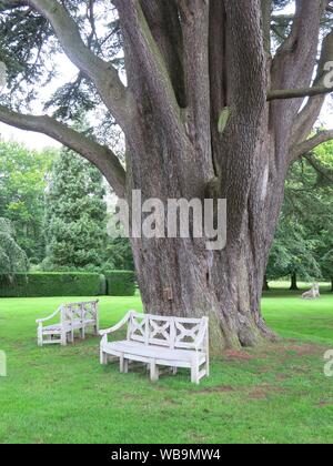 White garden seats surround the large girth of an ancient Cedar of Lebanon tree in the grounds of Cottesbrooke Hall Stock Photo