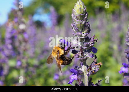 Close up of a bumblebee collecting pollen from a purple Salvia Amistad sage flower. Ottawa, Ontario, Canada. Stock Photo