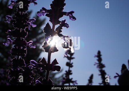 Silhouetted against the late afternoon sun, a bumblebee collects pollen from a purple sage flower, Salvia amistad. Ottawa, Onatrio, Canada. Stock Photo