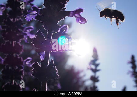 Silhouetted against the evening sun, a bumblebee in flight approaches a purple Salvia Amistad sage flower. Ottawa, Onatrio, Canada. Stock Photo