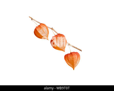 Physalis branch isolated on white. Chinese lantern. Bright orange dry fruits husk. Stock Photo