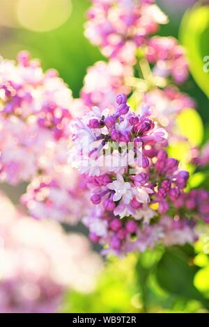 pink and purple small flowers of an lilac tree Stock Photo