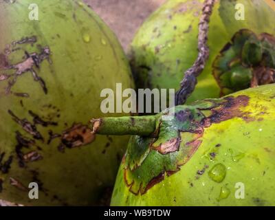 Closeup shot of green papaya fruits with water drops on them Stock Photo