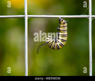 A monarch butterfly caterpillar hanging in the J form from a wire fence in Speculator, NY USA transforming into a chrysalis.