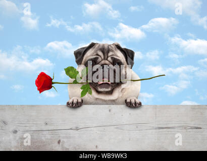 frolic cute smiling pug puppy dog with red rose in mouth, with paws on wooden fence banner, with blue sky background Stock Photo