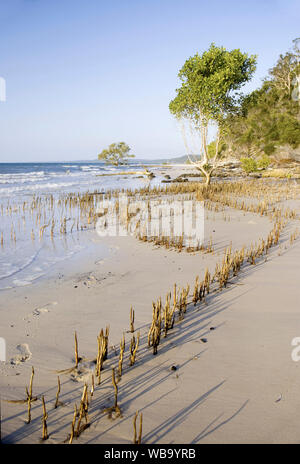 Grey mangroves (Avicennia marina), with pneumatophores exposed at low tide, clearly indicating the extent of the root system. Fraser Island, Queenslan Stock Photo