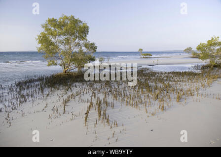 Grey mangrove (Avicennia marina), with pneumatophores exposed at low tide, clearly indicating the extent of the plant’s root system. Fraser Island, Qu Stock Photo