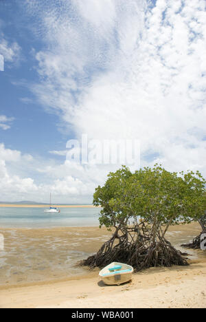 Red mangroves (Rhizophora mangle), and boat at Round Hill Creek, the site of Captain Cook’s first landing in Queensland in May 1770. Stratocumulus and Stock Photo