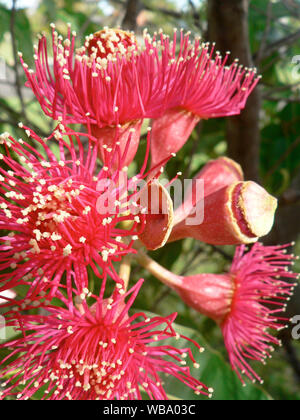 Swamp bloodwood (Corymbia ptychocarpa), detail of scarlet blossom. Flowering between February and May, the nectar-rich blossoms provide food for a var Stock Photo