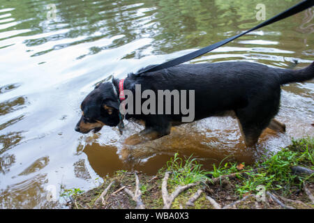A summer walk at Paris Mountain State Park on a cloudy day in Greenville, South Carolina, USA. Stock Photo