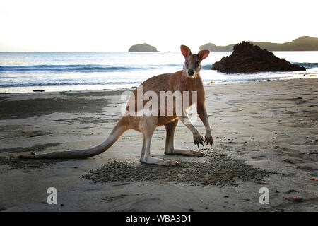 Eastern grey kangaroos (Macropus giganteus), group on beach. Cape Hillsborough National Park, Queensland, Australia Stock Photo