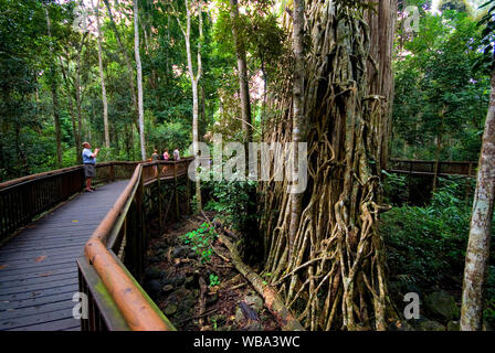 Boardwalk through rainforest. Curtain Fig National Park, Atherton Tablelands, Queensland, Australia Stock Photo