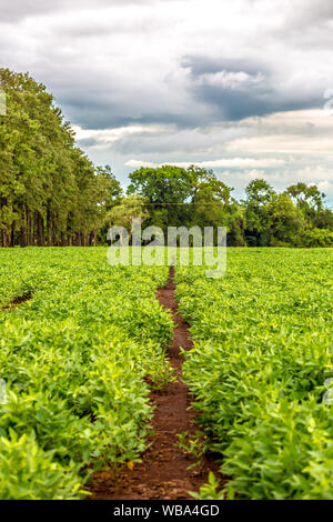 A path way through a green soybean plantation with green trees and cloudy sky in Brazil's Mato Grosso do Sul state, one of the main soybean producer i Stock Photo