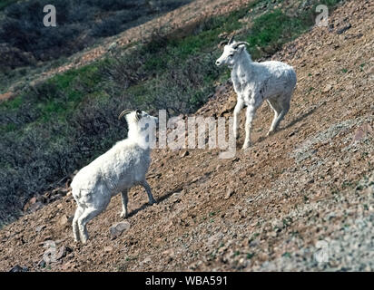 Two frisky young dall sheep (Ovis dalli) that are beginning to shed their winter coats play on a stony slope in Denali National Park as the spring season comes to Alaska, USA. These wild white sheep roam alpine areas in the subarctic mountain ranges of America's 49th state. Although both males (rams) and females (ewes) grow horns, adult males are easily identified by their massive curled horns. These sure-footed hoofed mammals are herbivores and eat grasses, sedges, lichen, moss and other plants. Stock Photo