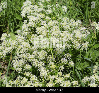 Lepidium a draba white flowers Lepidium draba Stock Photo