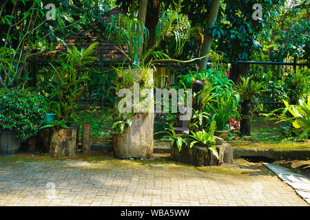 tree trunk with orchid on the park as decoration in tropical botanical garden in indonesia - photo Stock Photo