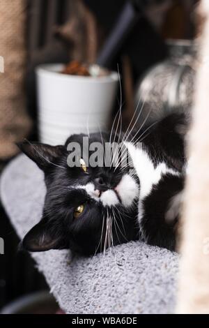 Vertical shot of a tuxedo cat laying on a bed looking at the camera with a blurred background Stock Photo
