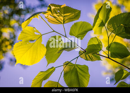 Basswood Leaves in Summer Stock Photo