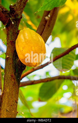 Yellow cacao fruit hanging on a tree in nature Stock Photo
