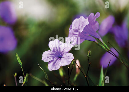 Mexican Bluebell blossoms on a branch in the morning. Stock Photo