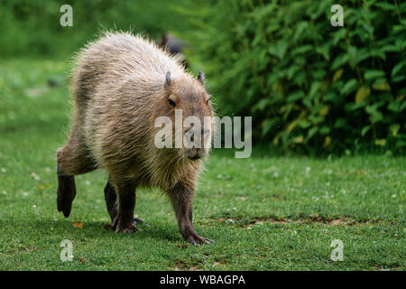 Capybara, Hydrochoerus hydrochaeris grazing on fresh green grass Stock Photo