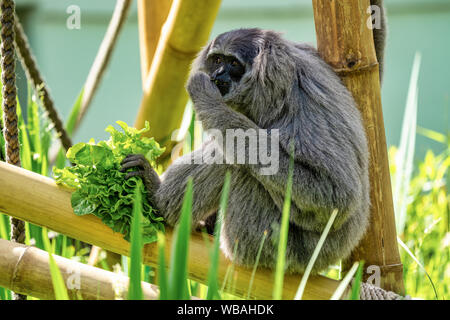 Silvery gibbon, Hylobates moloch in the zoo Stock Photo