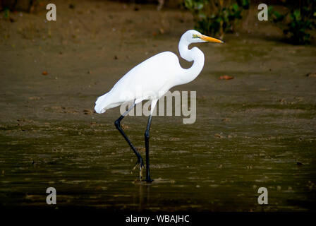 Great egret  (Egretta alba),  in shallow water.  Norman River, Karumba, Gulf Savannah, Queensland, Australia Stock Photo