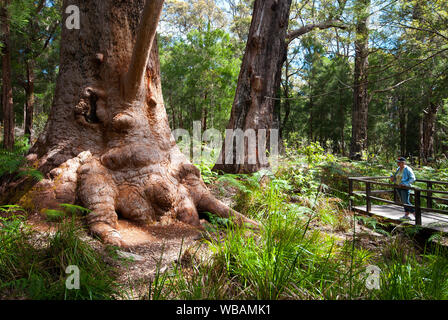 The Ancient Empires Walk and a boardwalk through a grove of old growth Red tingle trees (Eucalyptus jacksonii), some of them with bases up to 16 m in Stock Photo