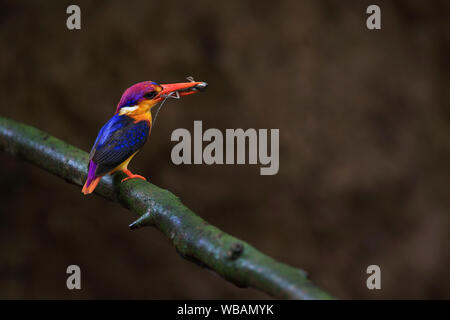 The image of Oriental dwarf kingfisher (Ceyx erithaca) in Alibaug, Maharashtra, India Stock Photo