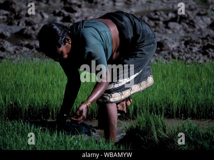 Indian woman in a paddy field Andhra Pradesh South India Stock Photo ...