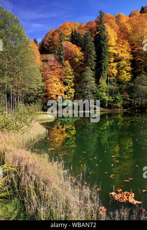autumn colours in black sea region Stock Photo