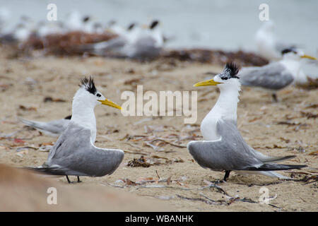 Greater crested terns (Thalasseus bergii), displaying. Penguin Island, Shoalwater Islands Marine Park, near Rockingham, Western Australia Stock Photo