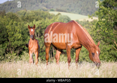 Arabian Horse. Chestnut mare with bay foal standing on a pasture. Austria Stock Photo