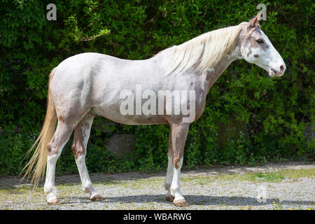 Missouri Fox Trotter. Red roan sabino pinto gstanding, seen side-on. Switzerland Stock Photo